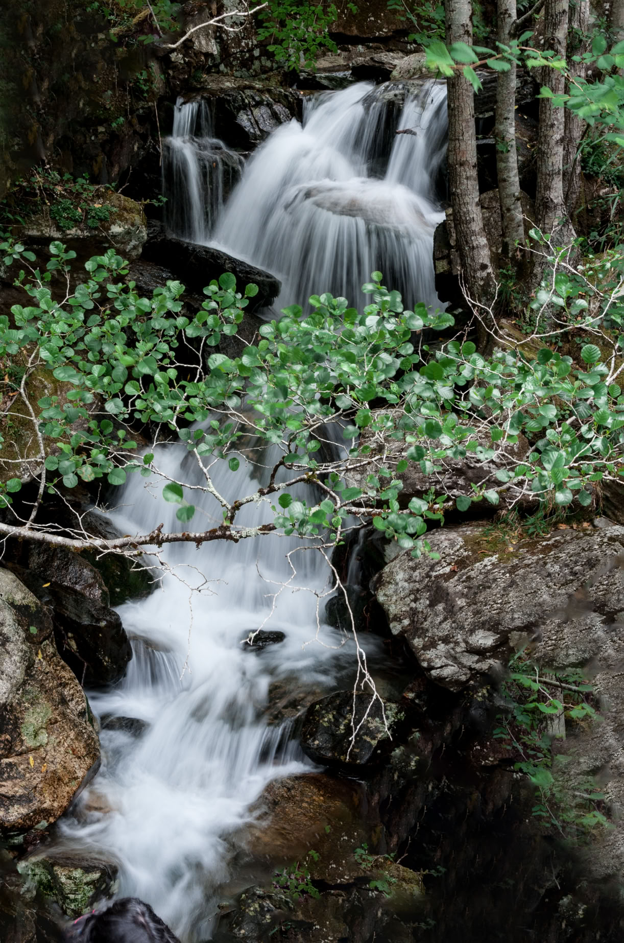 Fragas do Eume. El bosque atlántico de Europa
