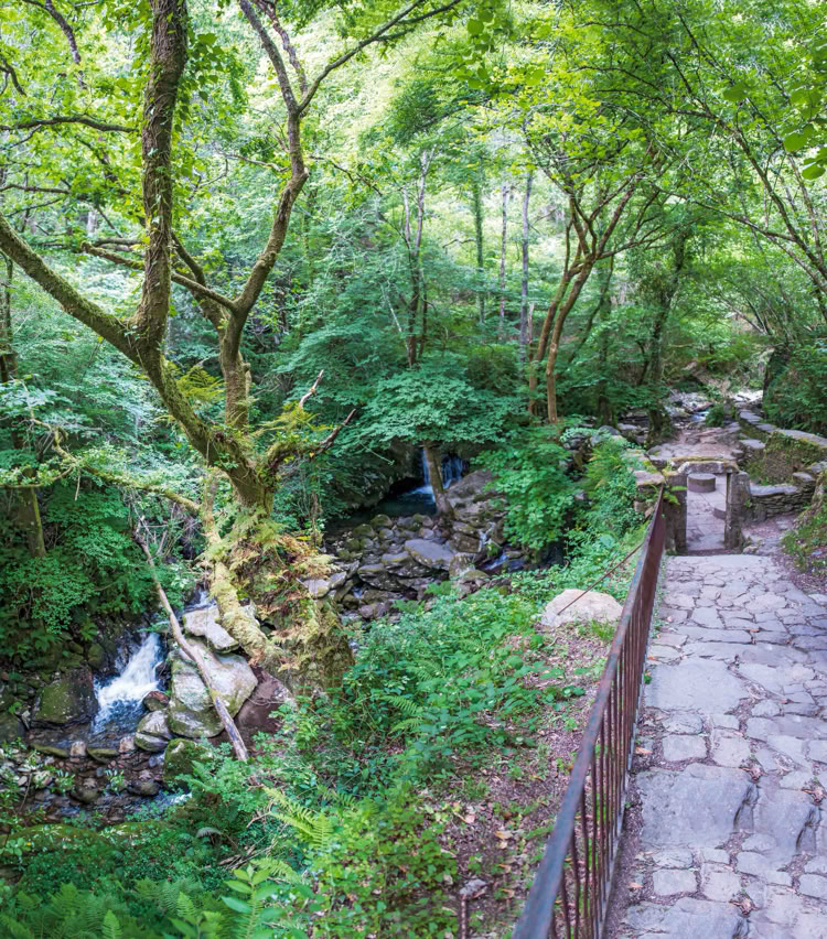 Fragas do Eume. El bosque atlántico de Europa