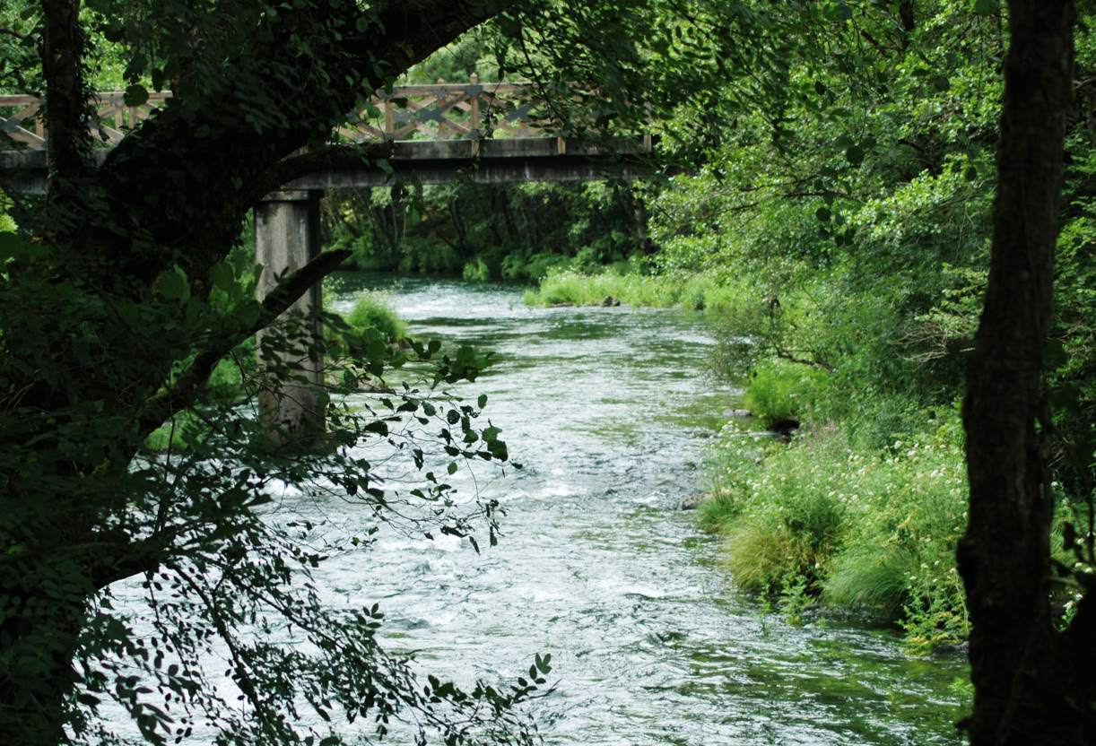 Fragas do Eume. El bosque atlántico de Europa