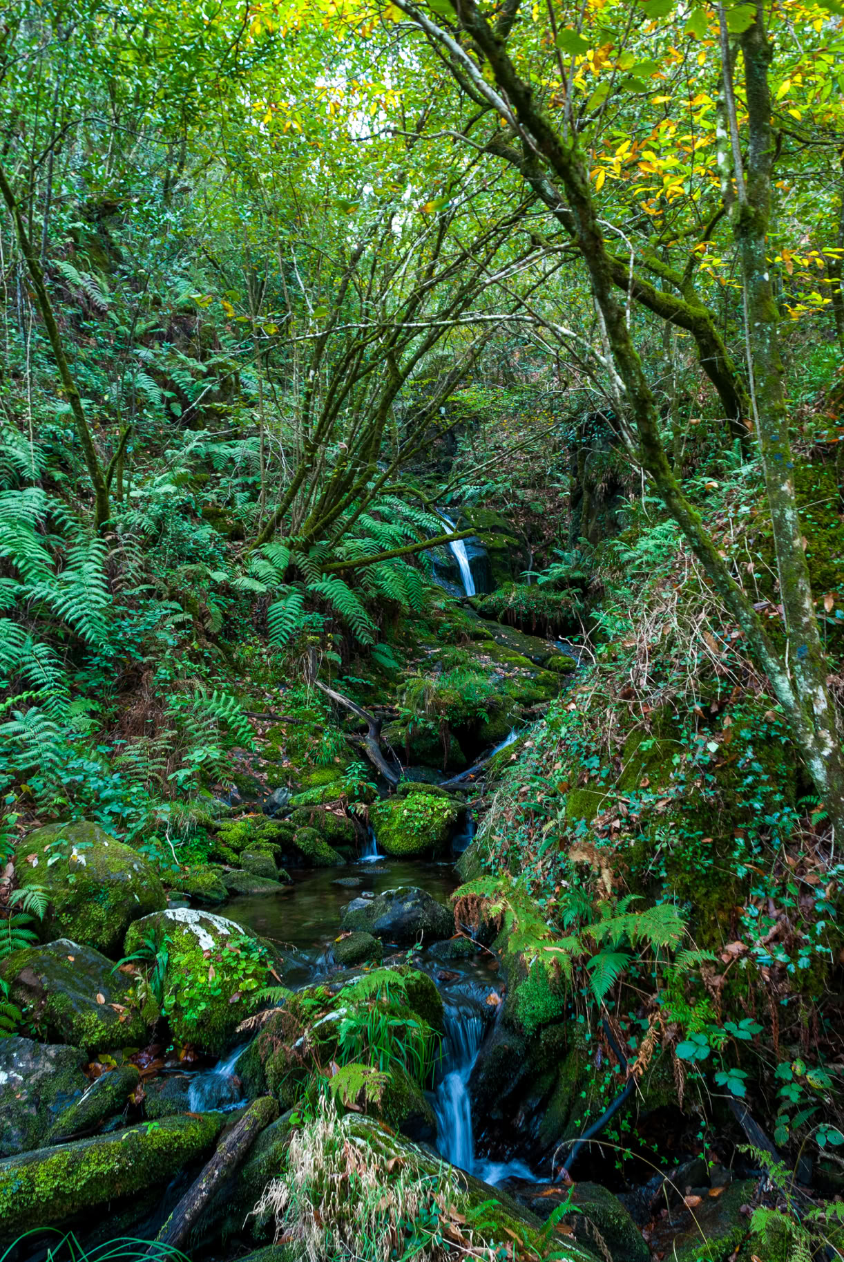 Fragas do Eume. El bosque atlántico de Europa